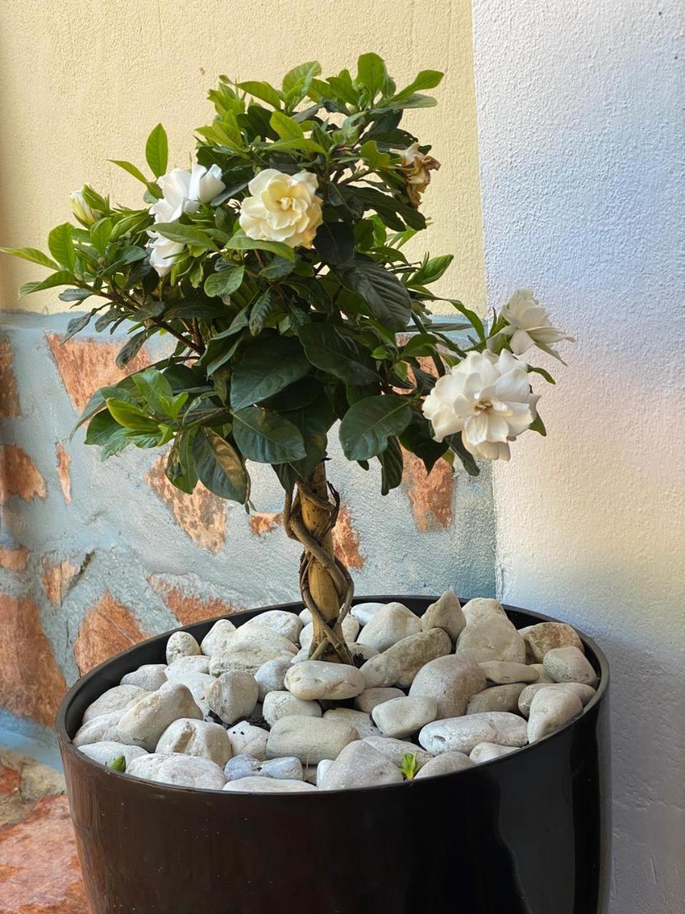 Olive Tree Apartment Saranda Dış mekan fotoğraf